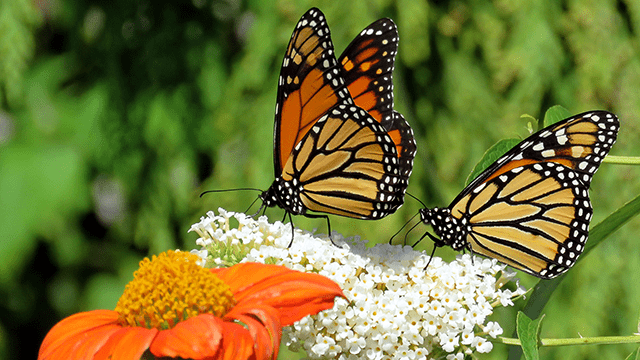 Two monarch butterflies pollinating flowers. 